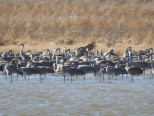 Sandhill Crane photographed in Kansas