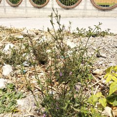 Dicliptera peduncularis