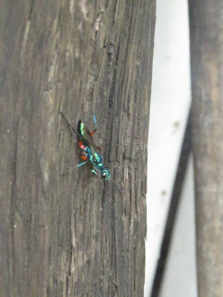 emerald cockroach wasp