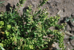 Lepidium strictum