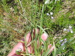 Plantago aristata