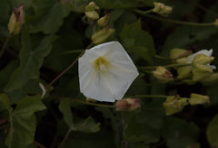 Calystegia macrostegia macrostegia