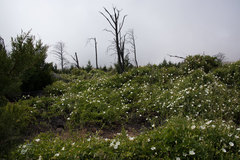 Calystegia macrostegia macrostegia