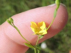 Oenothera spachiana
