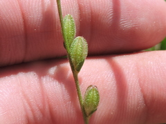 Oenothera spachiana