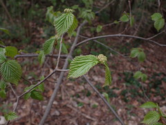 Viburnum wrightii, photograph W Rao, CC BY, iNaturalist via GBIF