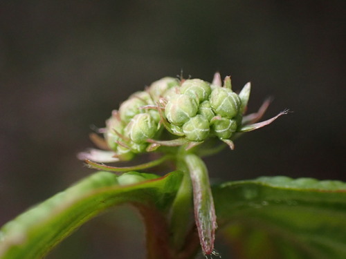 Image of Viburnum wrightii by (c) W Rao, some rights reserved (CC BY)