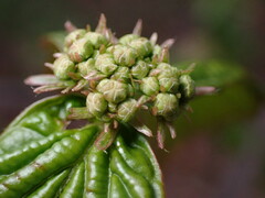 Viburnum wrightii, photograph W Rao, CC BY, iNaturalist via GBIF