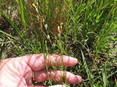 Oenothera spachiana