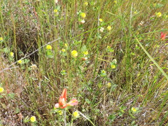 Oenothera spachiana