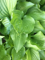 Hosta