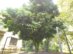 Prioria copaifera