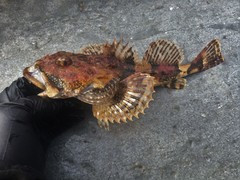 Myoxocephalus polyacanthocephalus