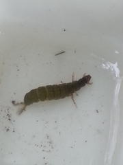 Hydropsyche californica