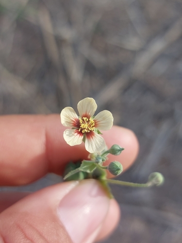 Image of Abutilon trisulcatum by (c) Sinead Gómez, some rights reserved (CC BY)