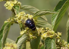 Copestylum mexicanum