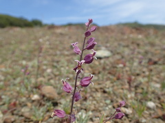 Streptanthus glandulosus pulchellus