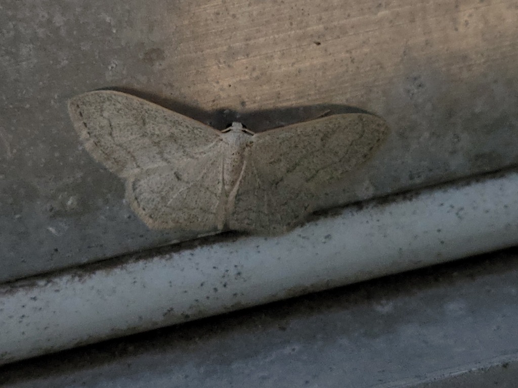 Acratodes suavata