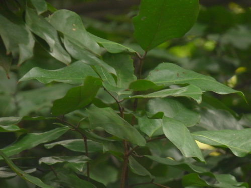 Prioria copaifera - Whole tree