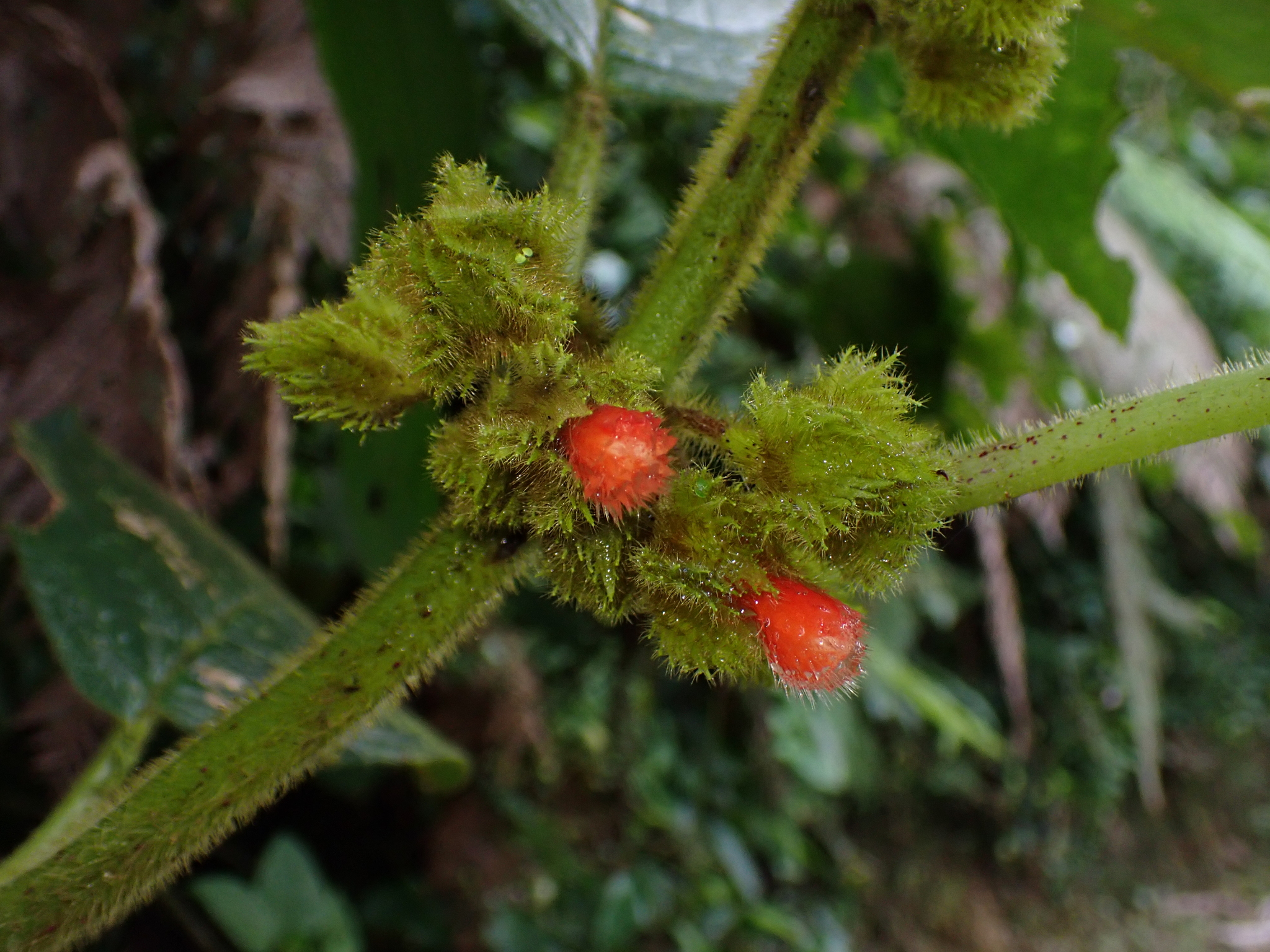 Glossoloma anomalum