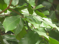 Prioria copaifera