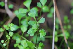 Apium prostratum filiforme