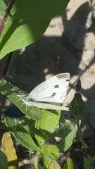 Pieris rapae rapae