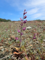 Streptanthus glandulosus pulchellus