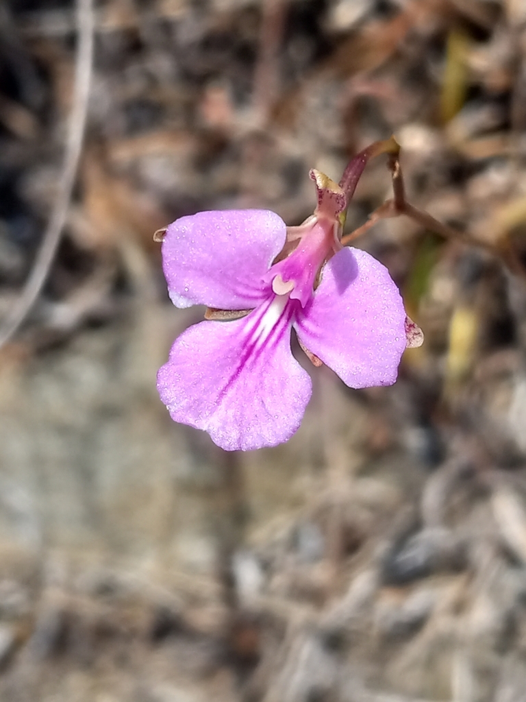 Tetramicra ekmanii