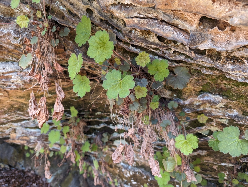 Heuchera missouriensis; photograph Ken-ichi Ueda, CC BY, iNaturalist via GBIF