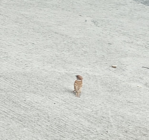 eurasian-tree-sparrow-from-45pv-hq4-picnic-area-makiling-forest-park