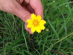 Coreopsis nuecensis