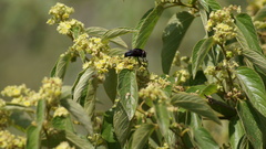 Copestylum mexicanum