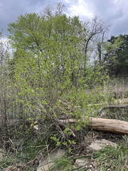 Alnus maritima, photograph (c) Jared Shorma, some rights reserved (CC BY)