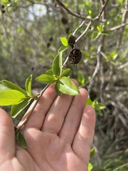 Alnus maritima, photograph (c) Jared Shorma, some rights reserved (CC BY)