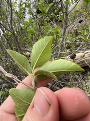 Alnus maritima, photograph (c) Jared Shorma, some rights reserved (CC BY)
