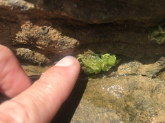Ulva californica