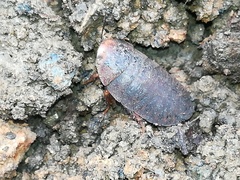 Blaberinae