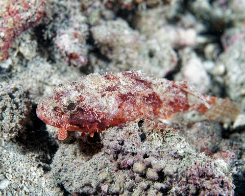Iracundus signifer, 2024-04-06