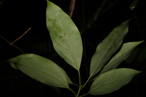 Image of Neolitsea australiensis by (c) Greg Tasney, some rights reserved (CC BY-SA)