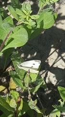 Pieris rapae rapae