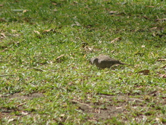 Columbina inca
