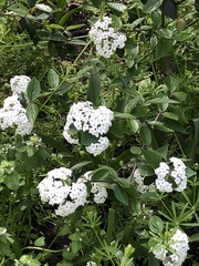 Viburnum carlesii