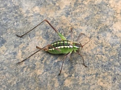 Mactruchus ischnodus