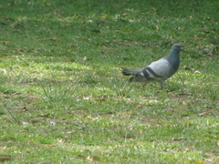 Columba livia