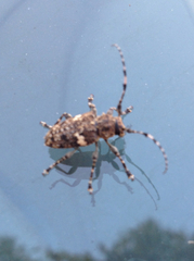 Aegomorphus quadrigibbus