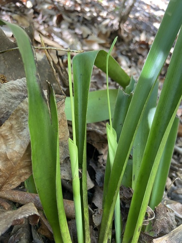 Carex fraseriana