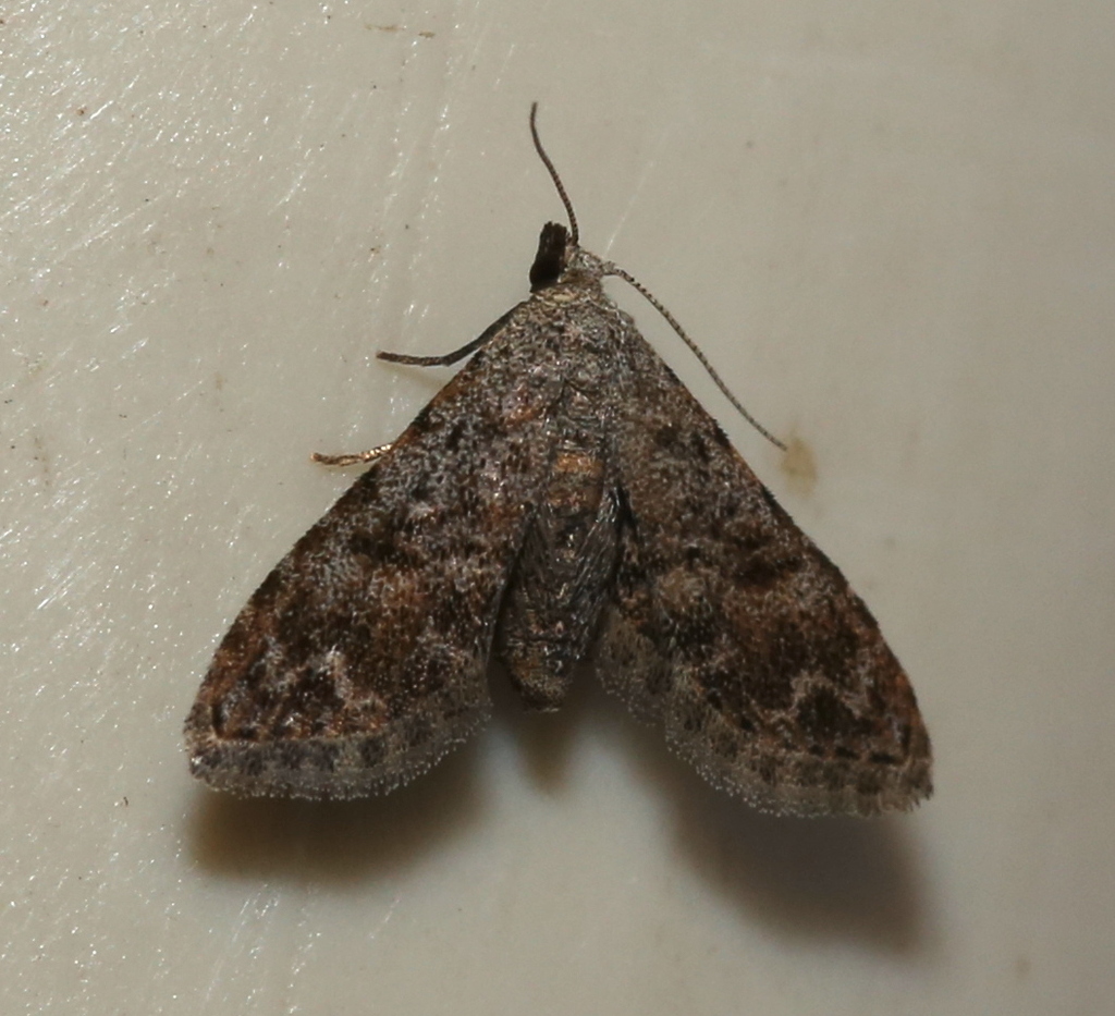 Brown False Pug