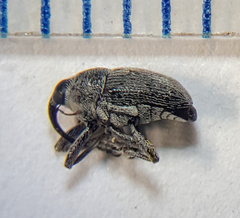 Linogeraeus capillatus