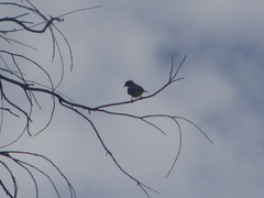 Myiozetetes similis